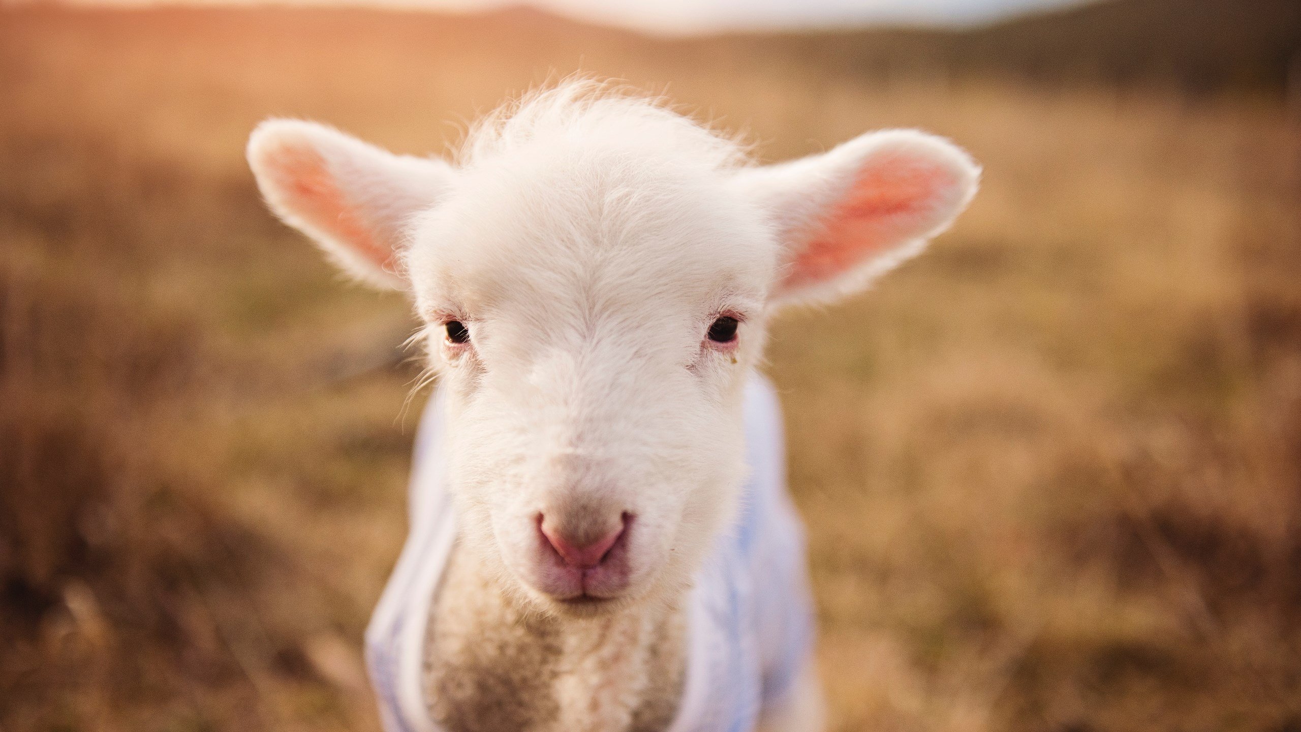 数字足球：大数据与人工智能在战术中的应用，大数据ai足球