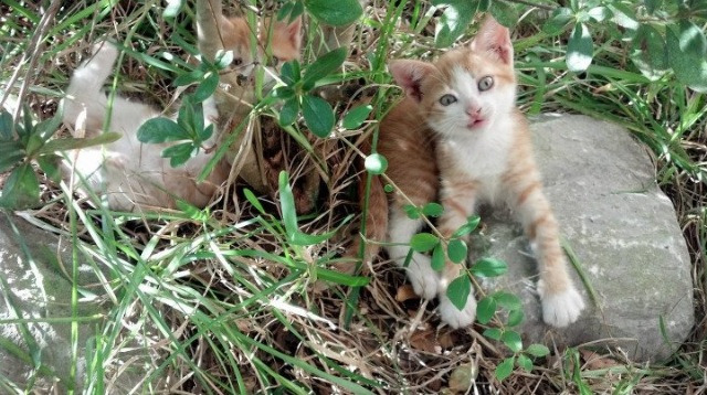 梦之队回顾:历史上最伟大的国家队巡礼,历史最强梦之队