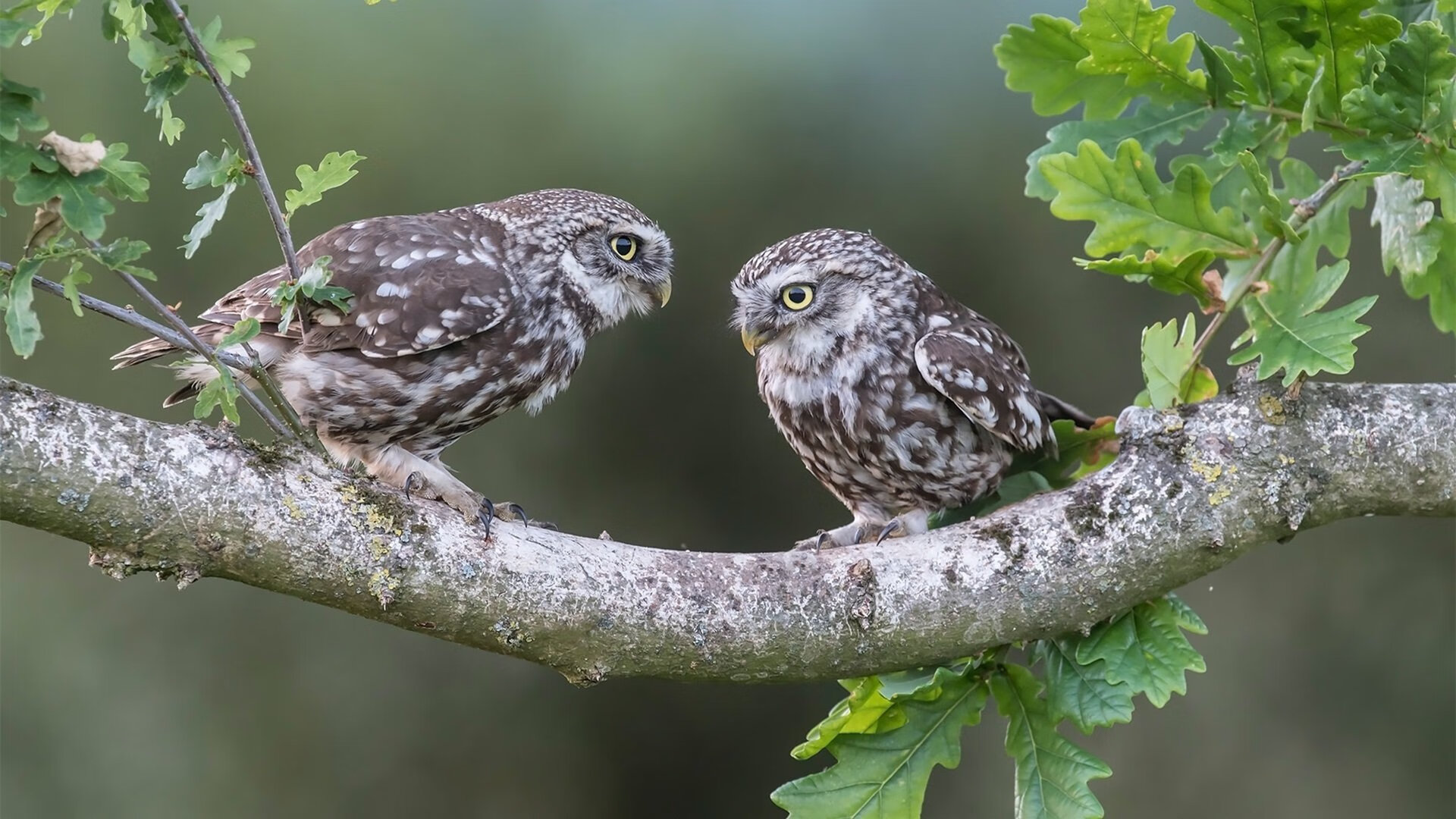 电竞职业联赛调整比赛规则,赛事更公平公正,电竞职业竞赛