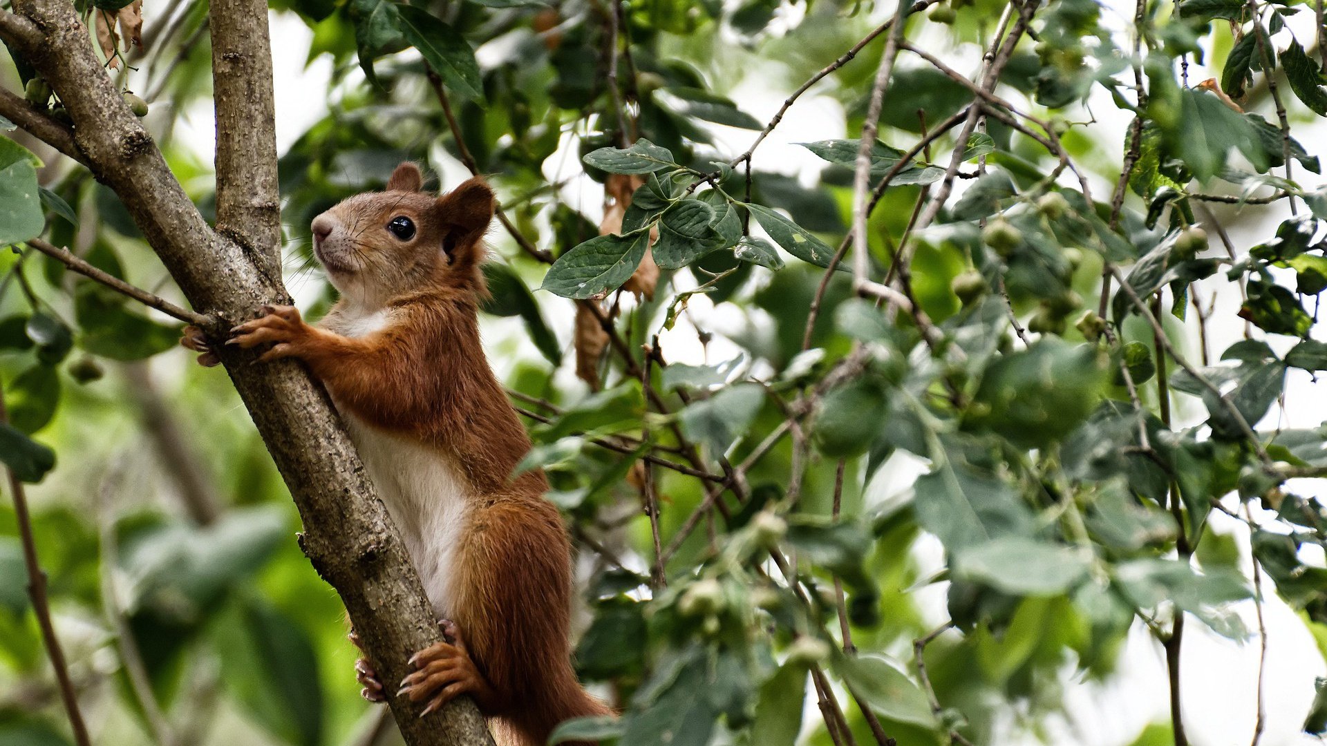 足球助学基金持续扩大覆盖农村地区，足球特色学校国家补助