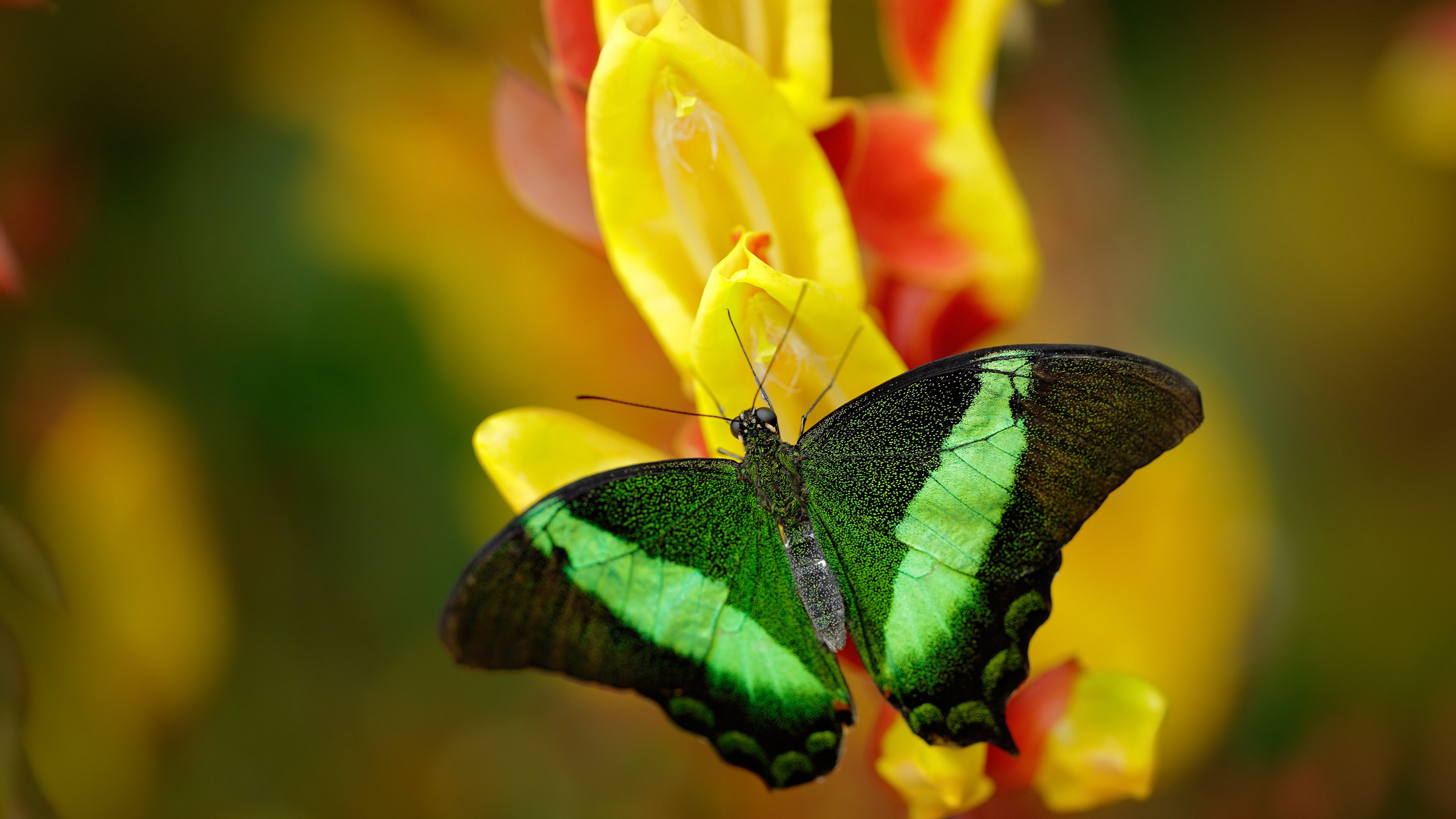 黄蜂推出球员文化纪实摄影展,记录赛季点滴瞬间,黄蜂球队