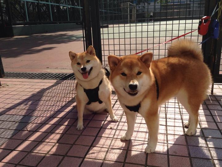 黄蜂球迷参与“设计主场助威动作”比赛，黄蜂球队