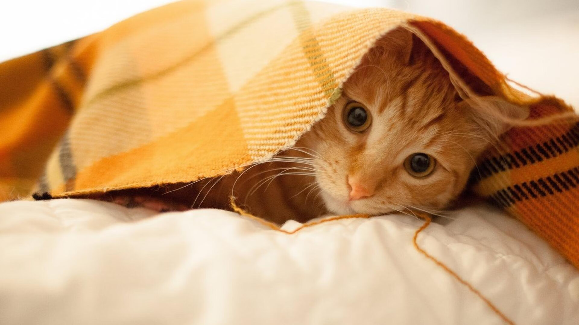 IG战队强化赛季训练计划执行监督,ig训练赛名单公布