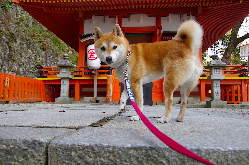 勇士队外线得分火热,连胜势头不减,勇士队内训练赛直播