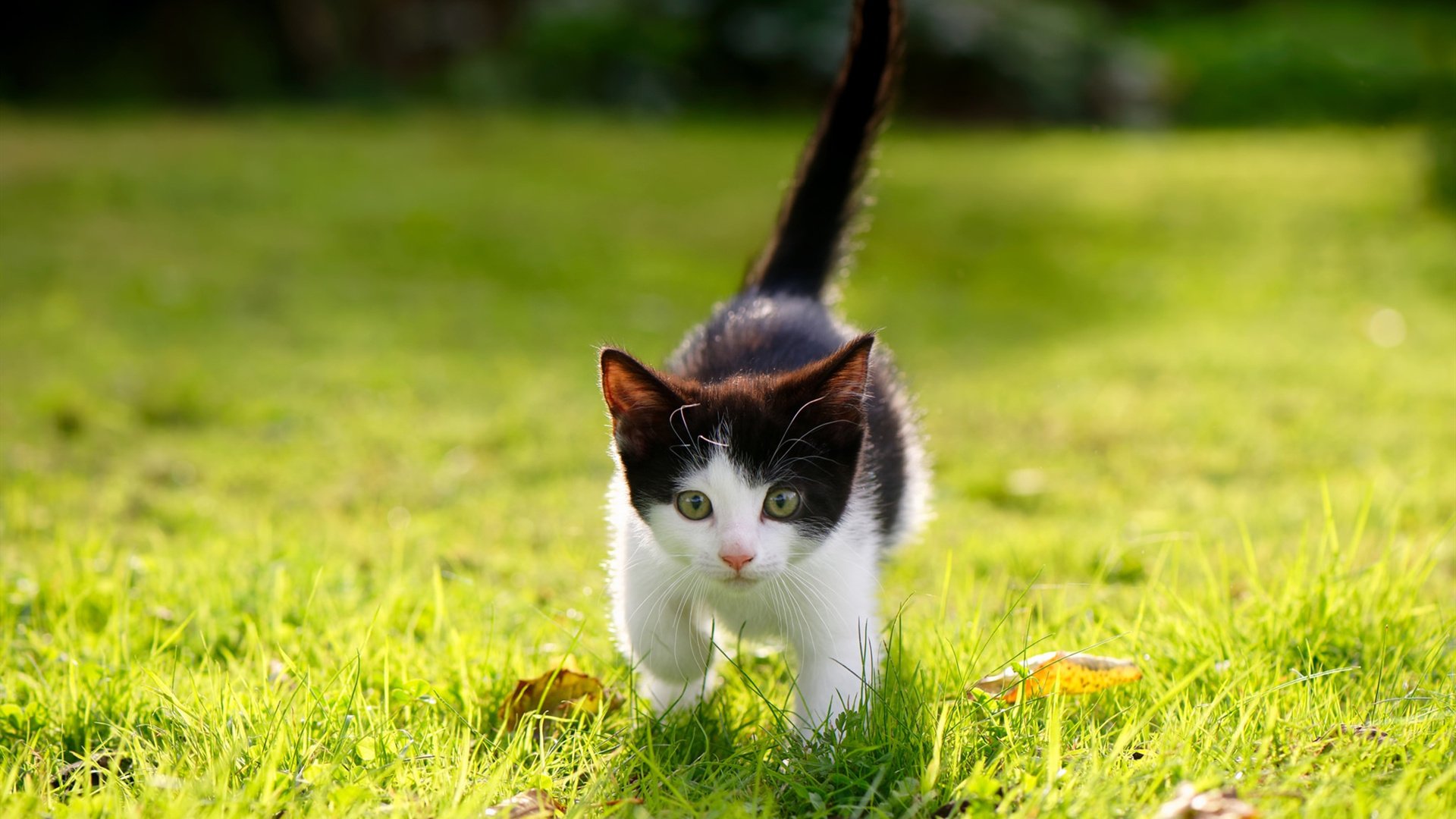多特蒙德主场惨败,球迷愤怒表达失望,多特蒙德球队怎么样