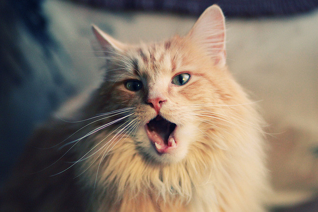 战队备战策略大揭秘，战队赛战备