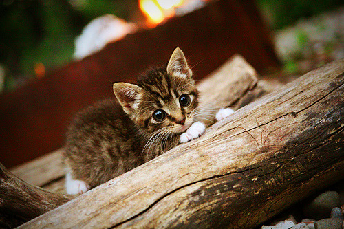 日本乒乓球选手早田希娜：力争突破中国队封锁，争夺金牌。，日乒女队队员早田希娜