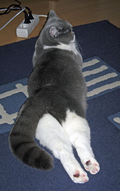 火箭主场稳住节奏拿下胜利,火箭主场场地