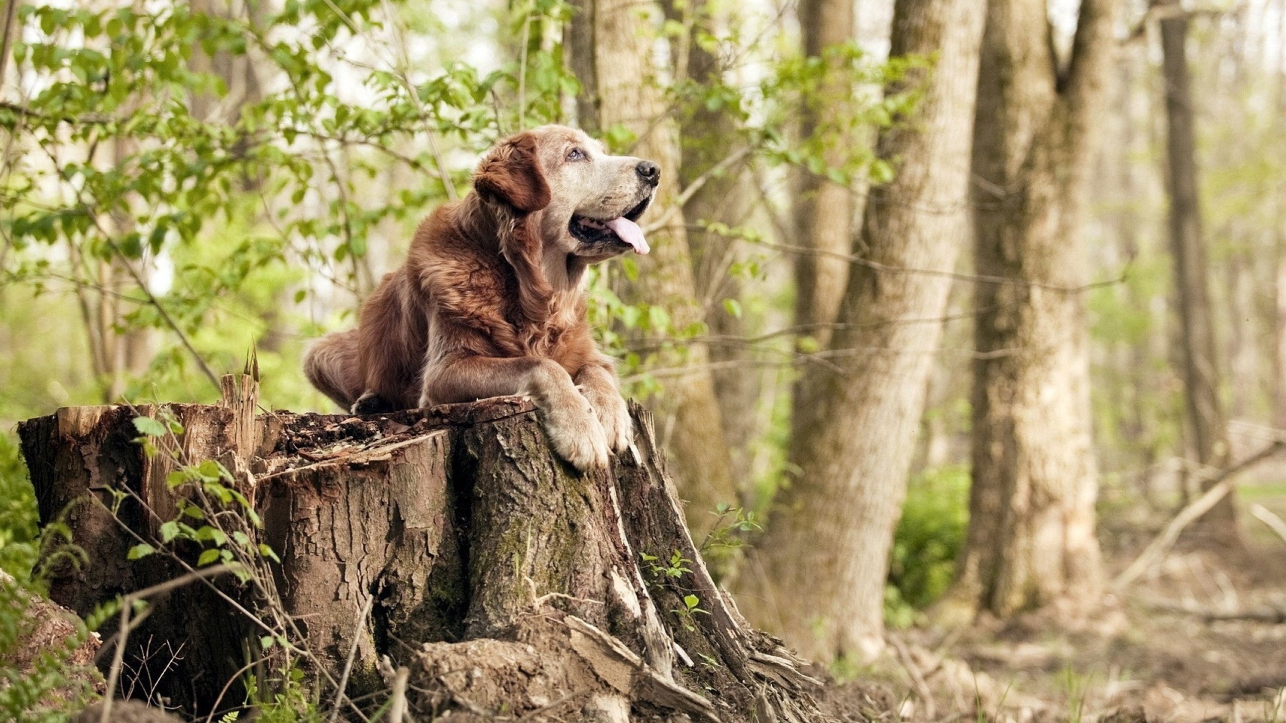 雷恩客场大胜梅斯，提前锁定胜局，雷恩对梅斯