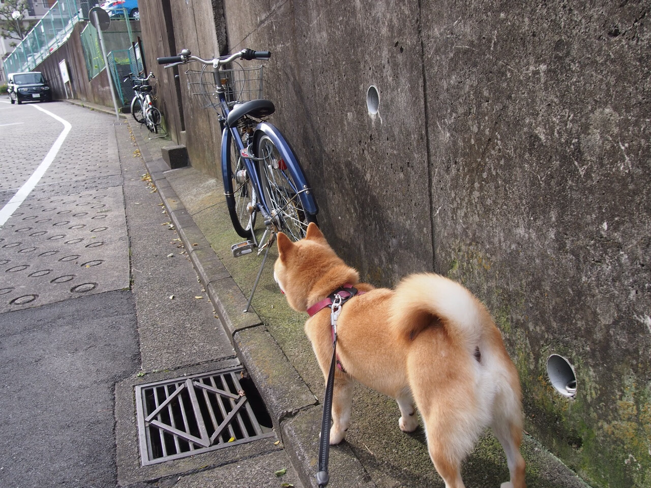 全国高山滑雪公开赛新王加冕，高山滑雪第四届