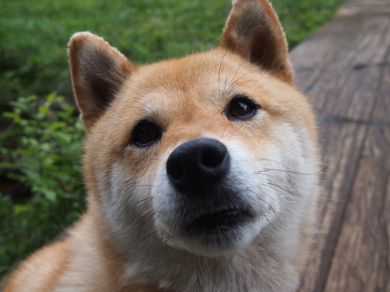 英超裁判语义分析提升跨语言判罚一致性的研究，英超裁判是专职还是兼职