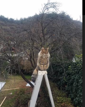 职业联赛引援机制是否抑制本土发展，lpl引援规则
