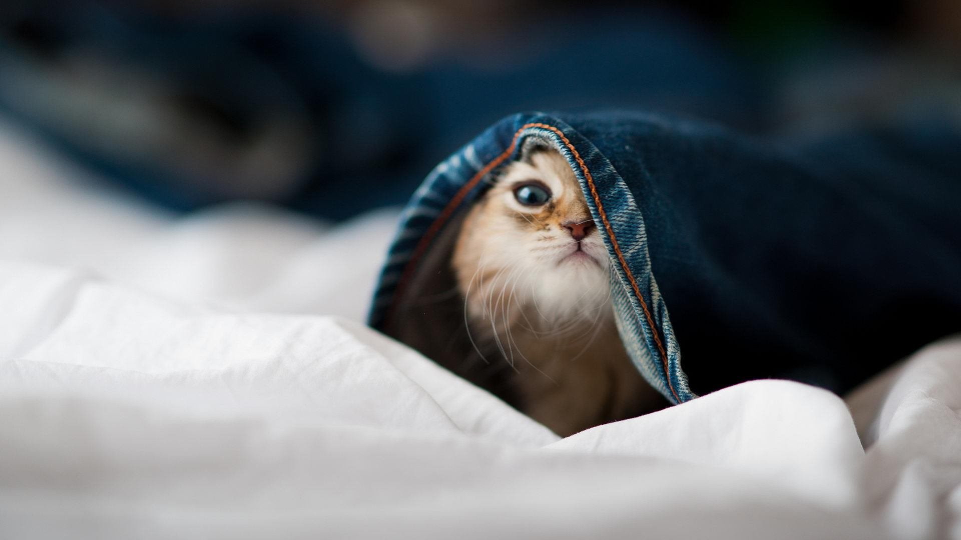 巴基斯坦男篮在国际赛场中崭露头角,追逐奥运梦想