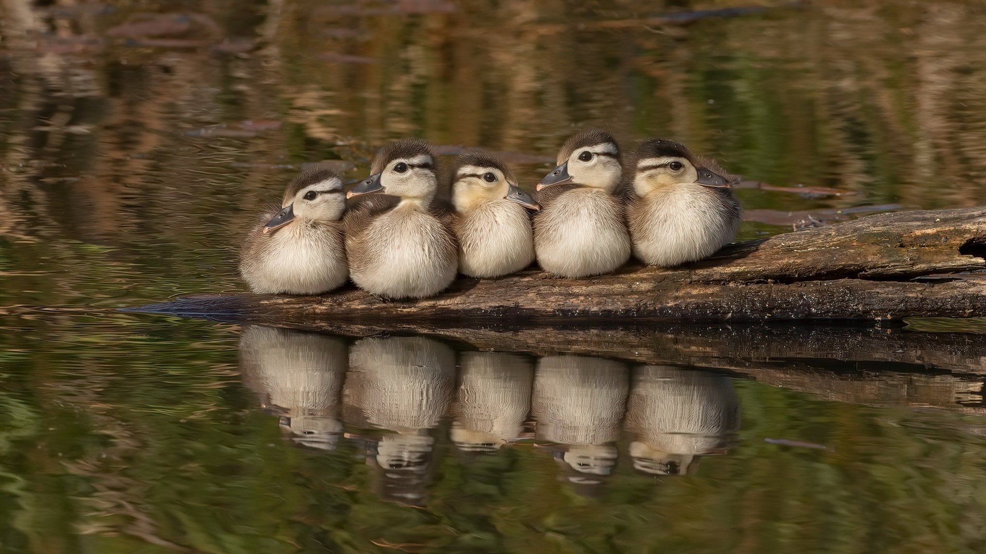 羽毛球青少年联赛闭幕总结成果，2021青少年羽毛球